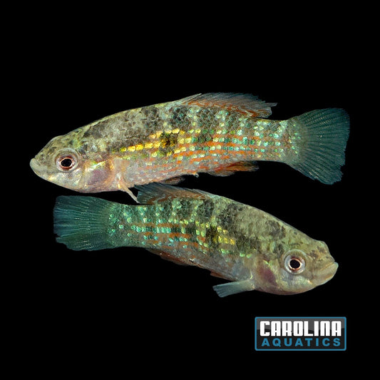 Misc - Flagfish