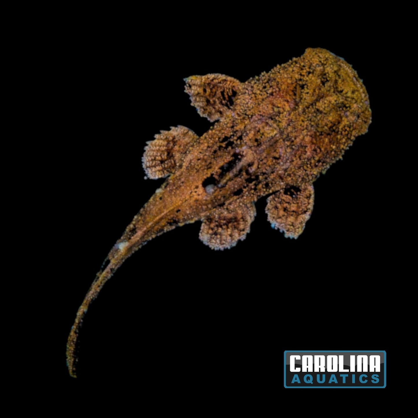 Catfish - Chaca Bankanensis 3-4in
