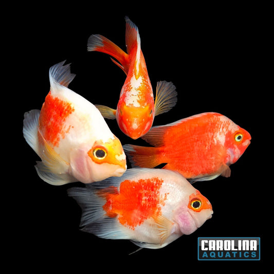 Cichlid - Parrot Red & White Sakura XL 4-5in