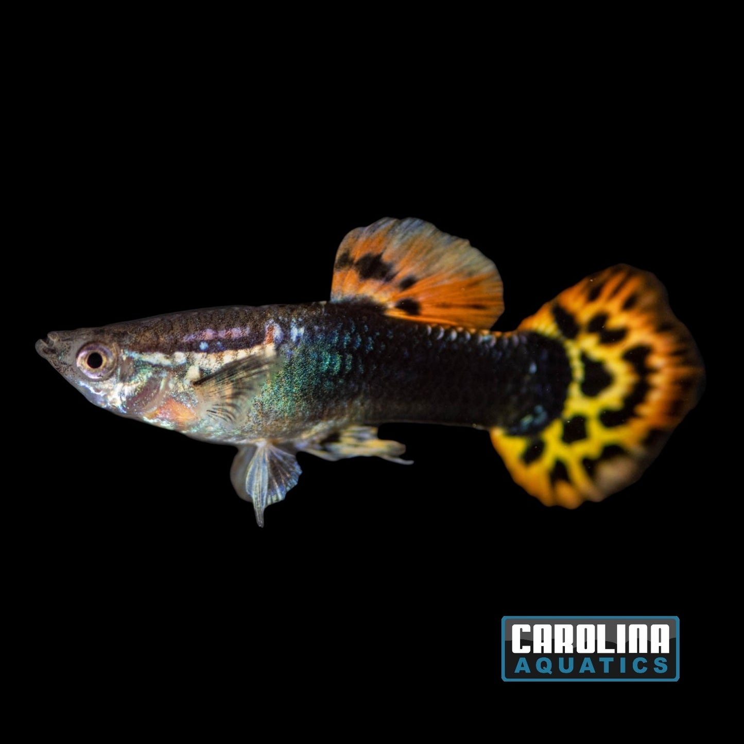 Guppy - Dragon