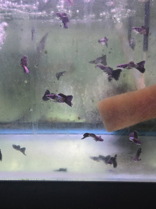 Guppy - Cobra Black
