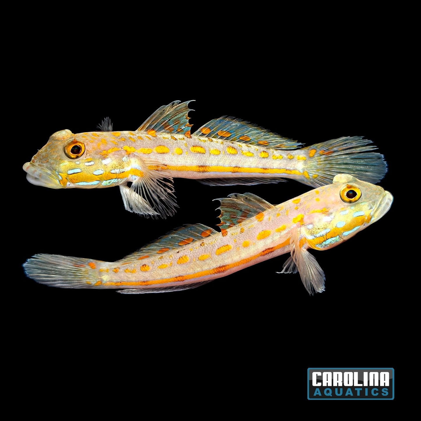 Goby - Diamond XL