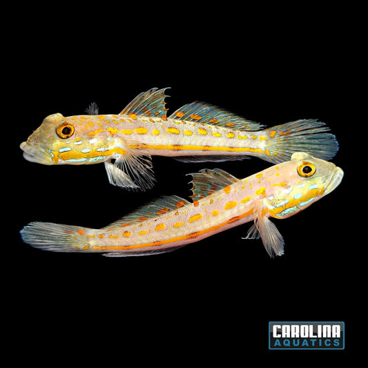 Goby - Diamond Lg
