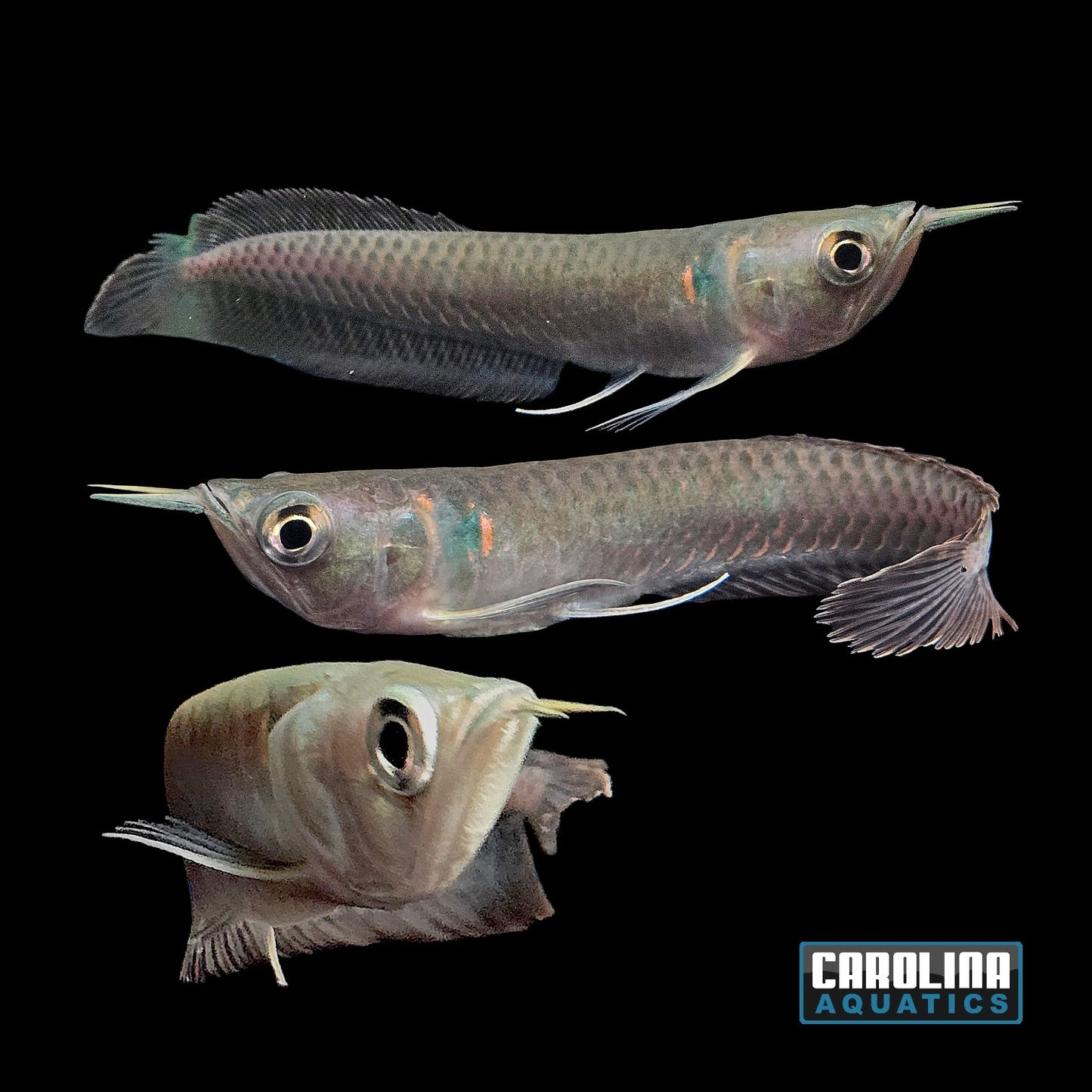 Misc - Arowana Silver Lg