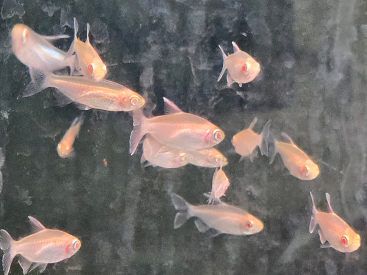 Tetra - Congo Albino