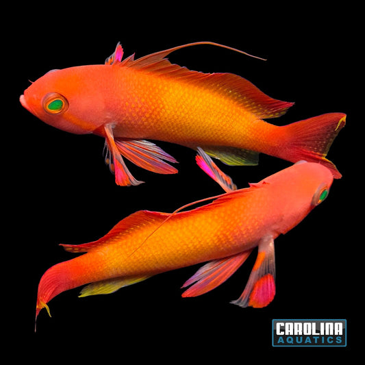 Anthias - Squamipinnis Male