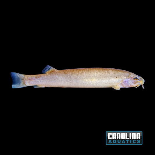 Loach - Blind Spirit M/L