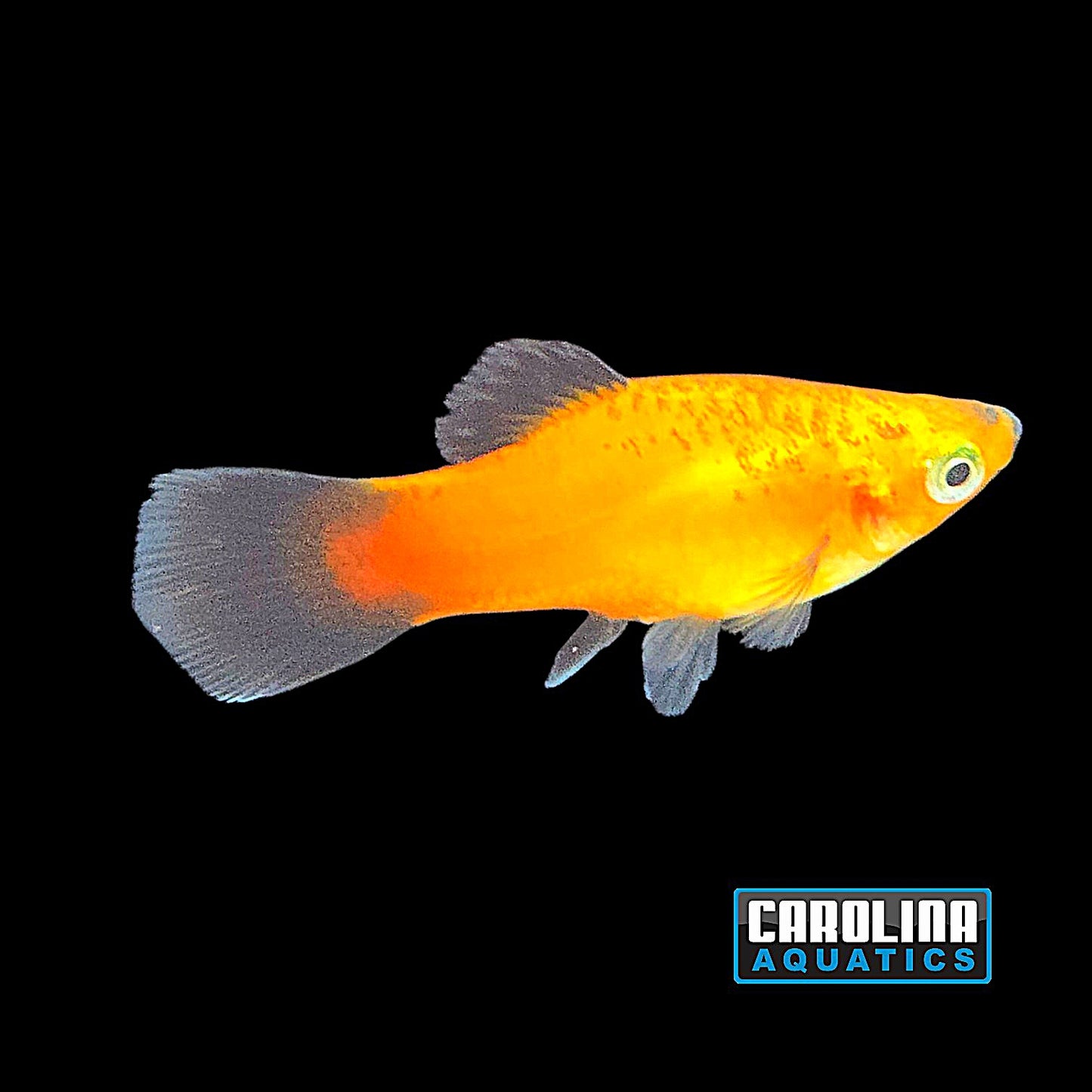 Platy - Gold Wag