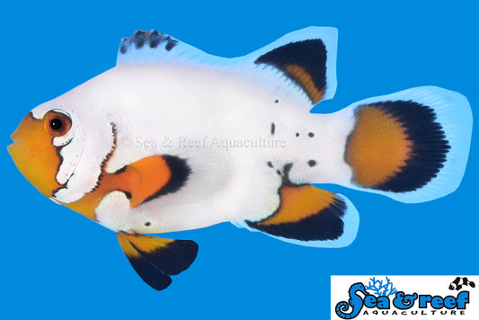 Clown - Flurry Longfin