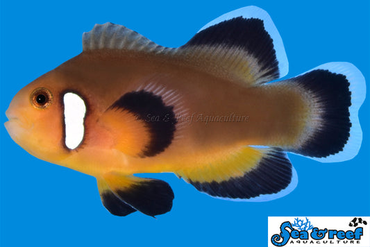 Clown - Mocha Latte Longfin