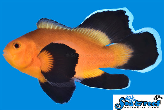 Clown - Mochaccino Longfin