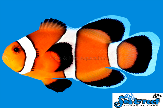 Clown - Ocellaris LongFin