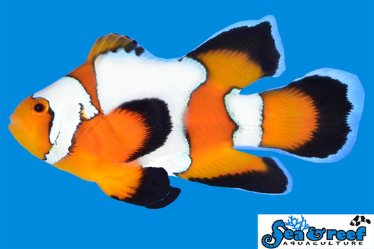 Clown - Snowflake Longfin