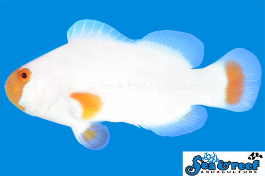 Clown - Tangerine Marine Blizzard