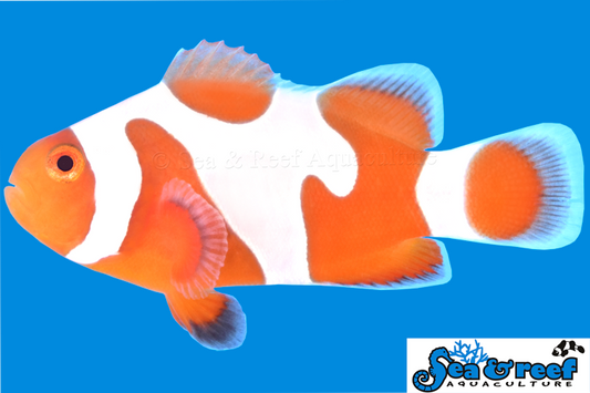 Clown - Tangerine Davinci Grade A