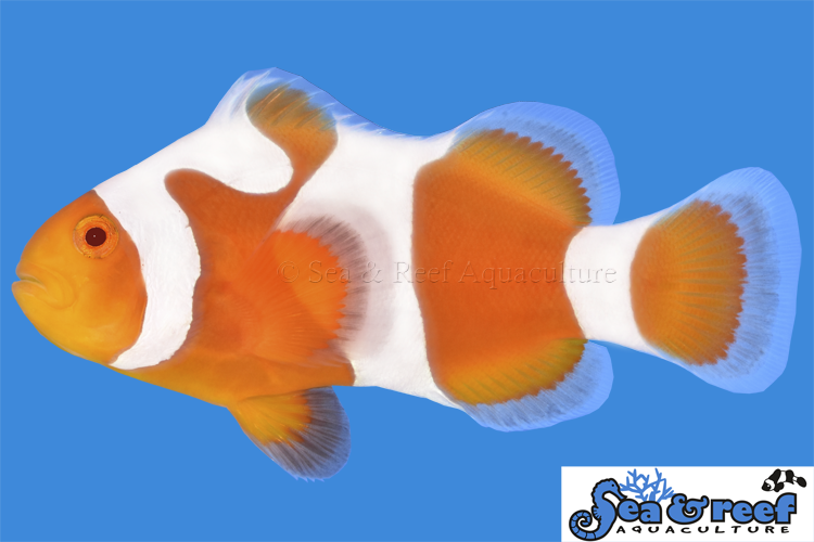 Clown - Tangerine Davinci Grade B