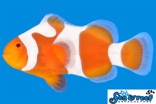 Clown - Tangerine Davinci Grade B