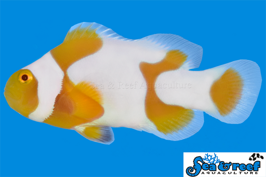 Clown - Tangerine Picasso Grade B