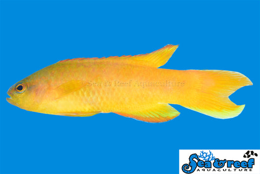 Basslet - Assessor Yellow T.R.