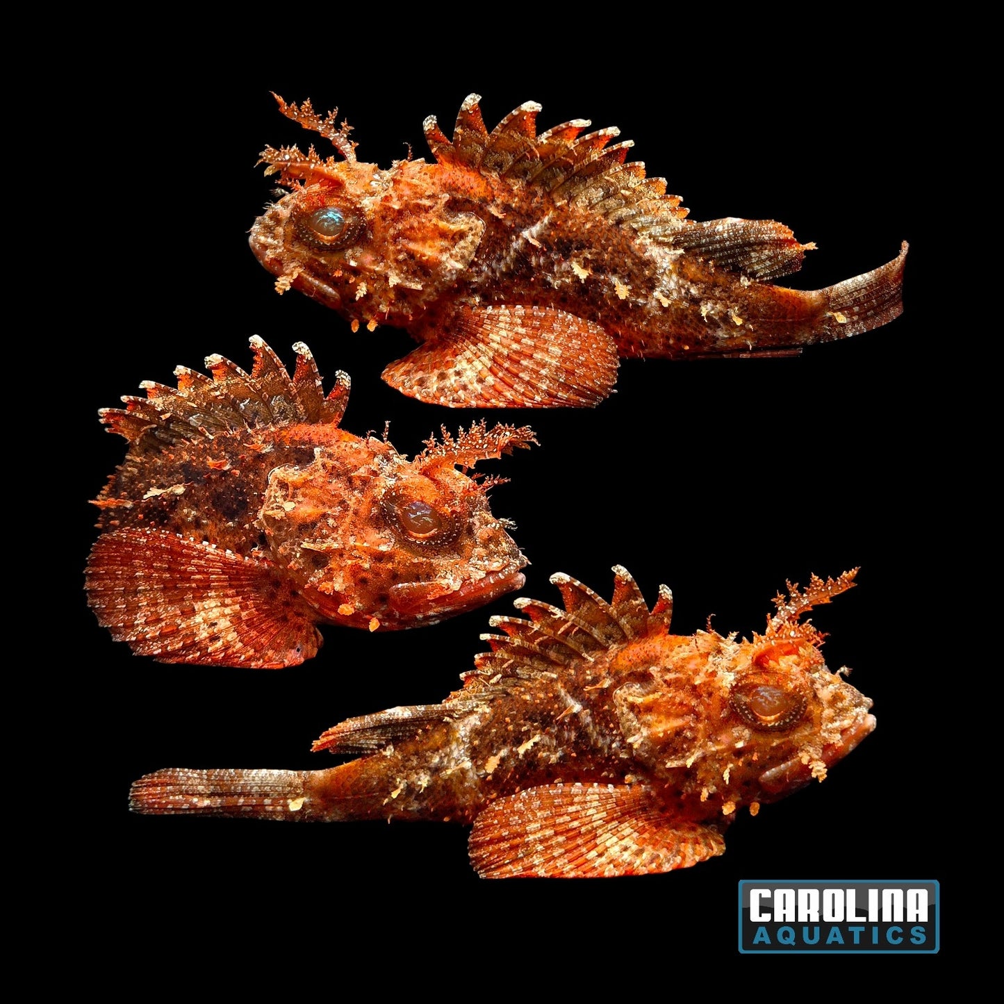 Scorpionfish - Plumed