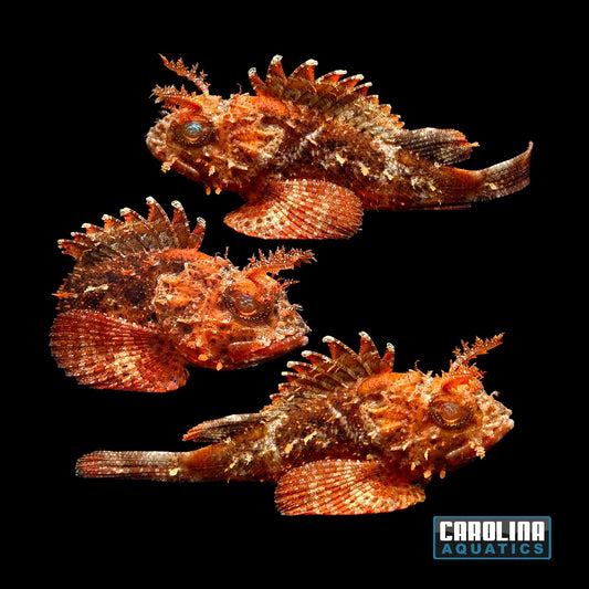 Scorpionfish - Plumed XL