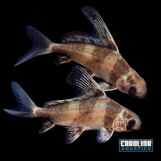 Shark - Hifin Banded 1.5-2in.