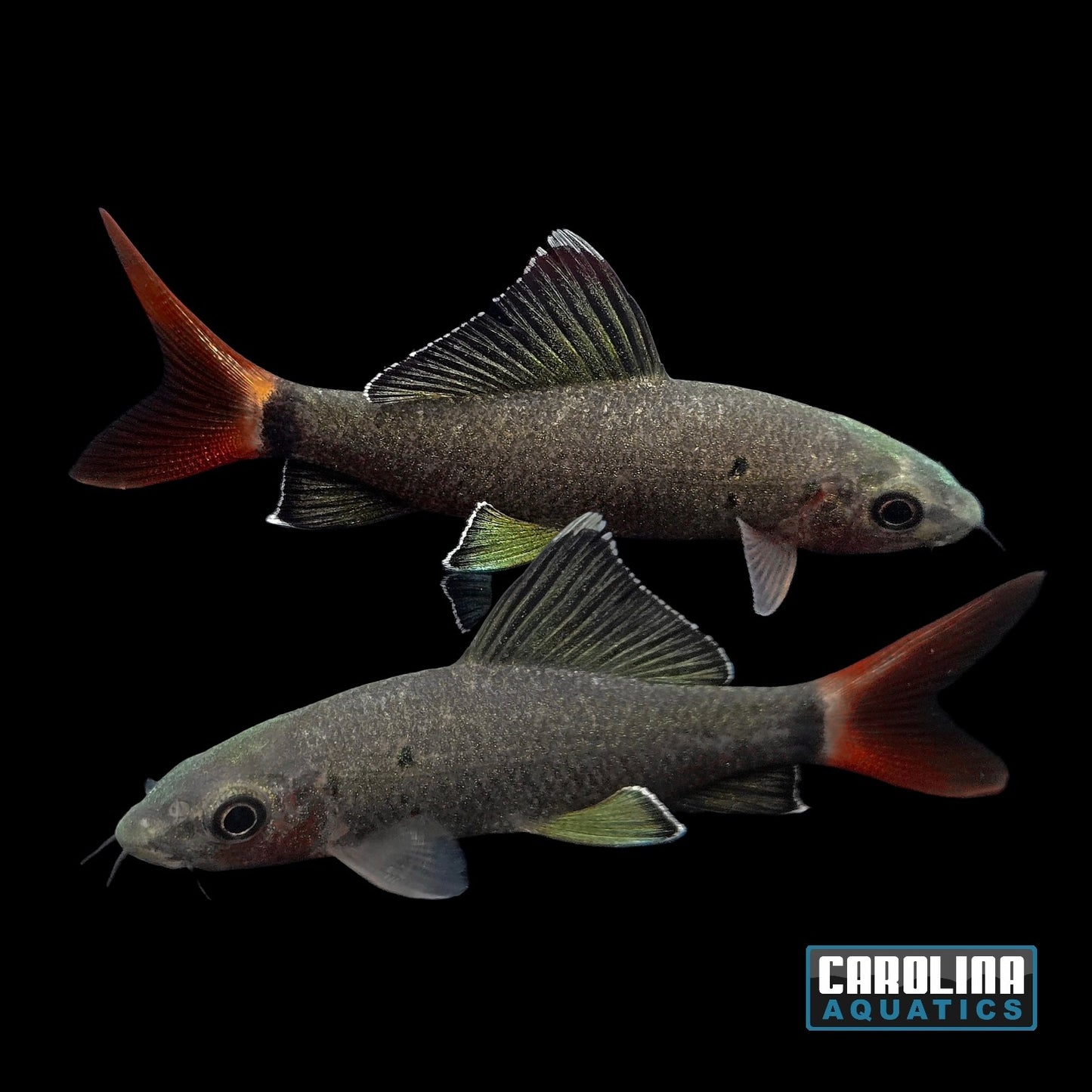 Shark - Redtail 2-2.5in.