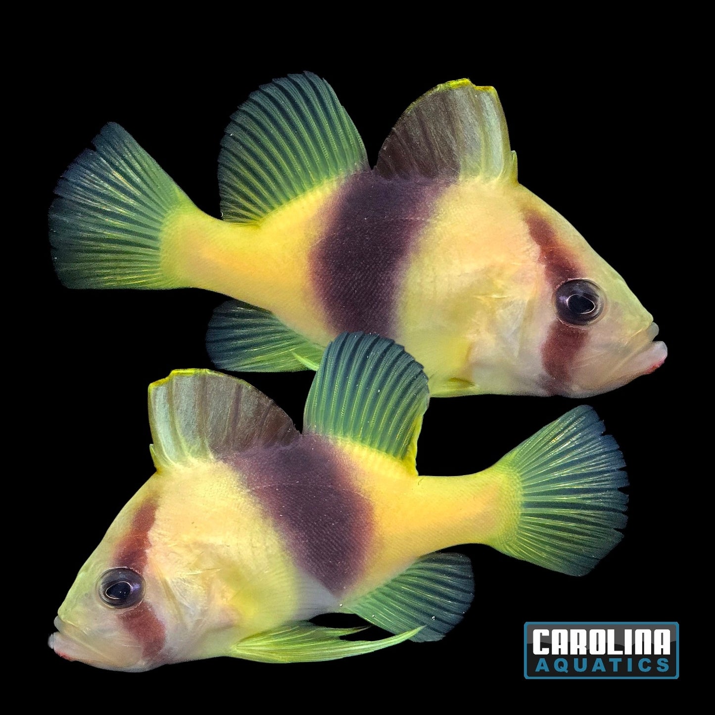 Soapfish - Barred