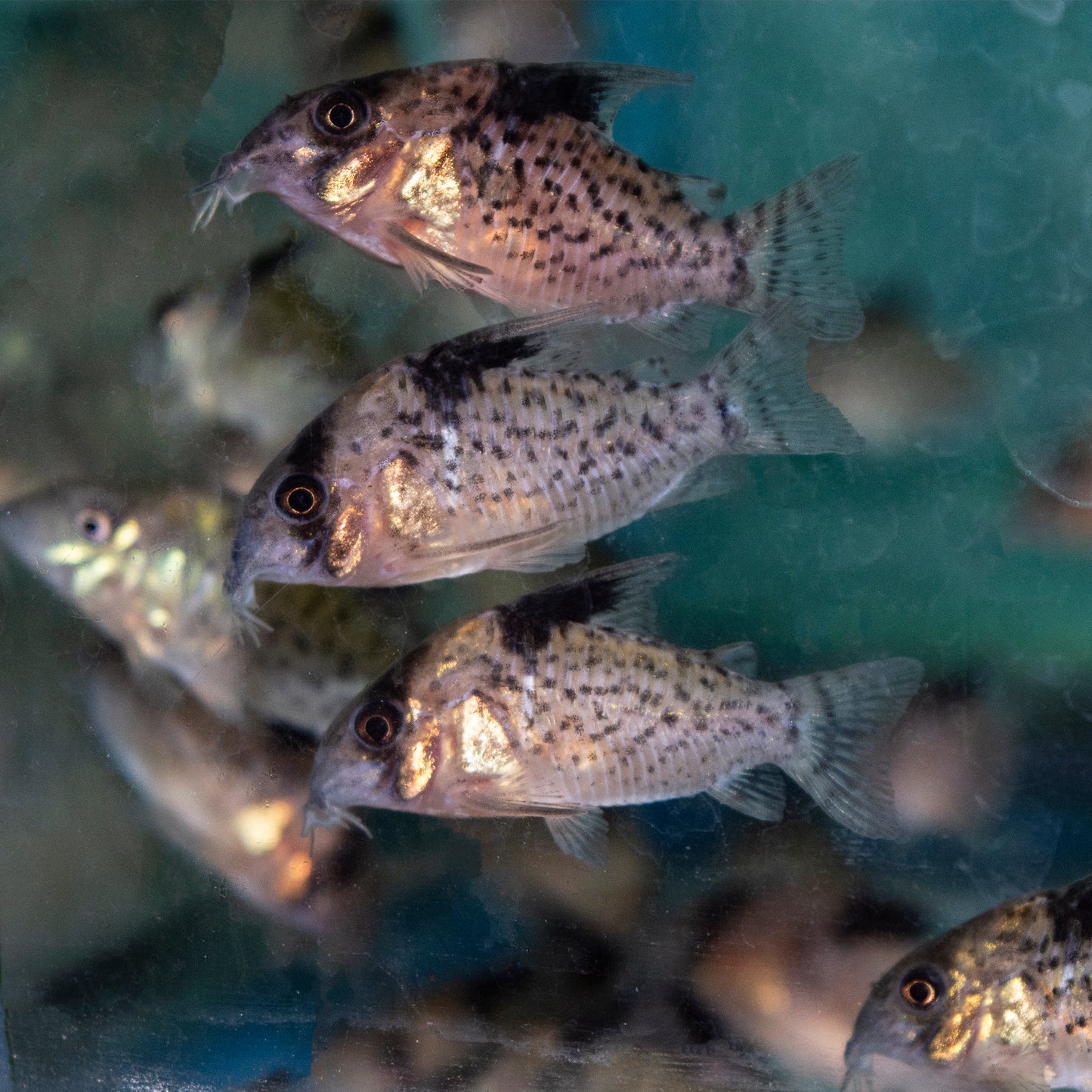 Cory - Spotted Med
