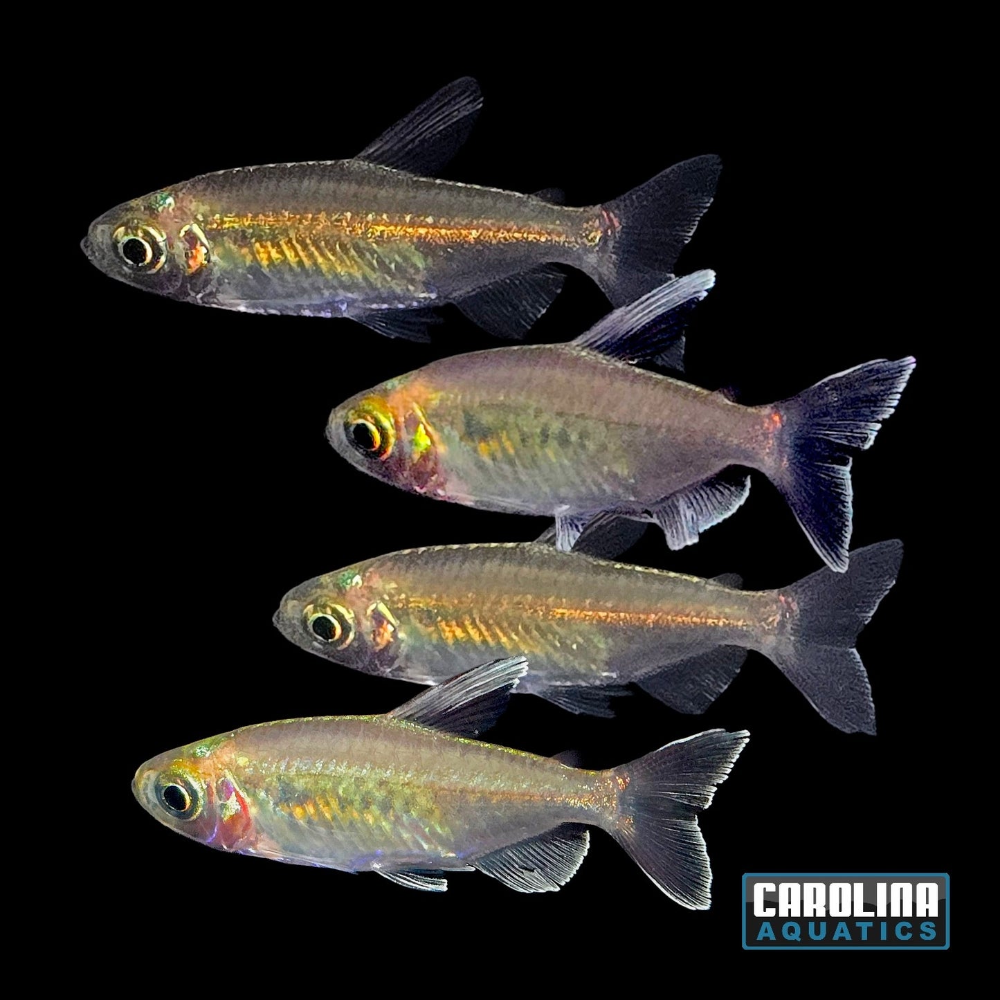 Tetra - Congo