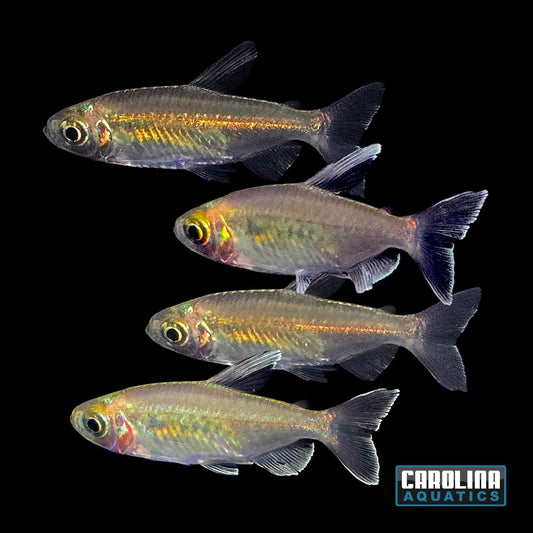 Tetra - Congo