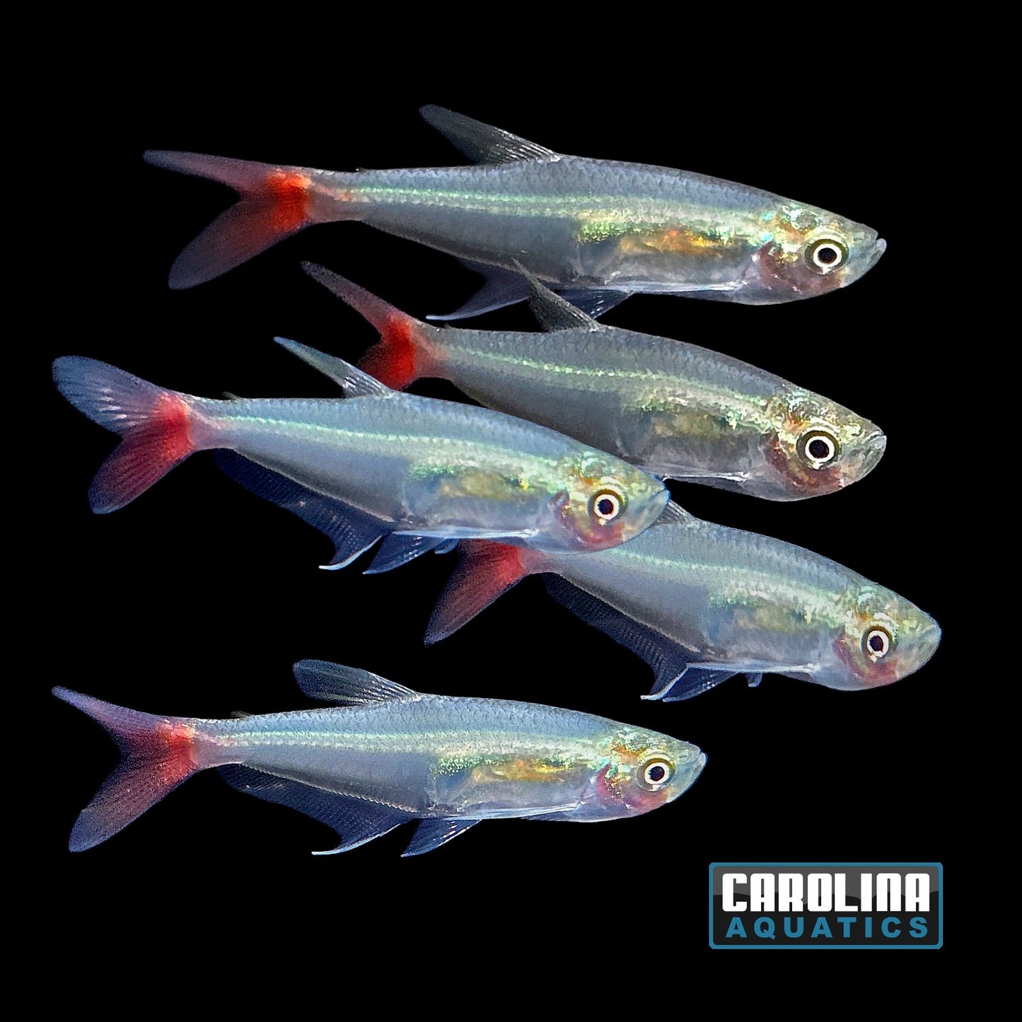 Tetra - Glass Bloodfin M/L