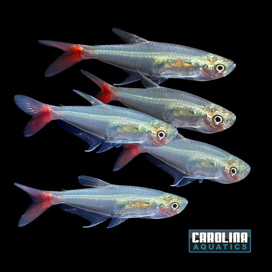 Tetra - Glass Bloodfin M/L