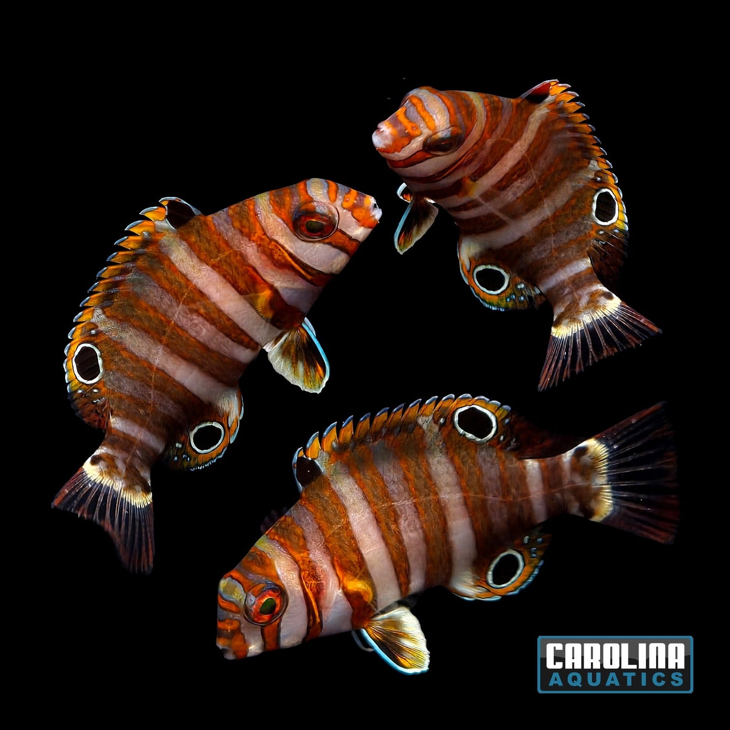 Tusk - Harlequin Juv