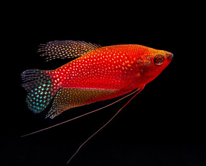 GloFish® - Pearl Gourami Starfire Red