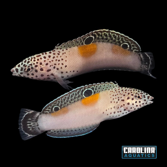 Wrasse - Coris Twinspot