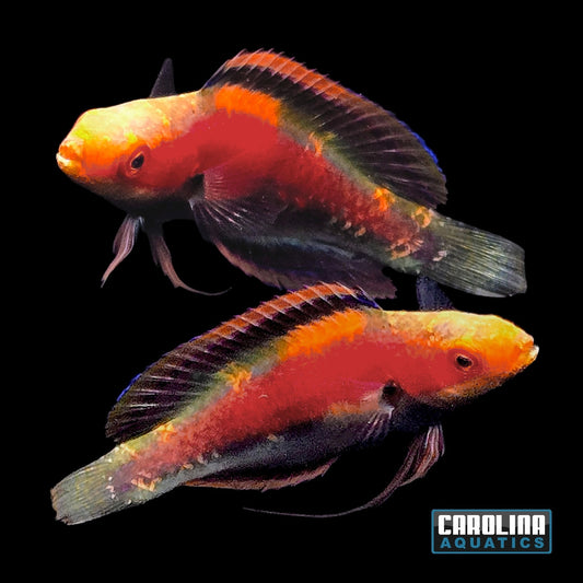 Wrasse - Fairy Katherine's