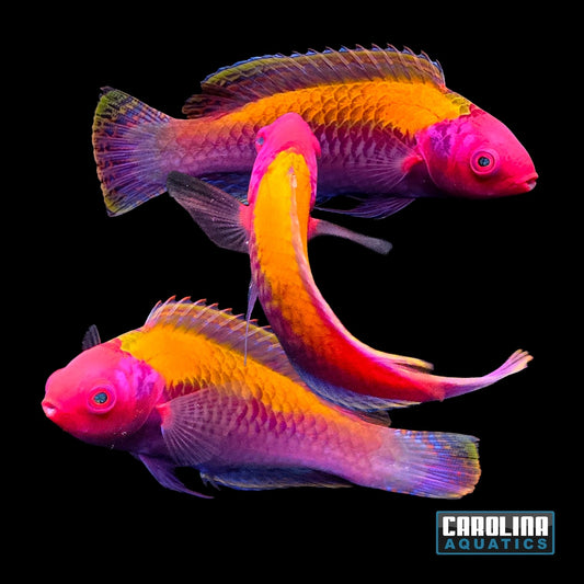 Wrasse - Fairy Orange Back