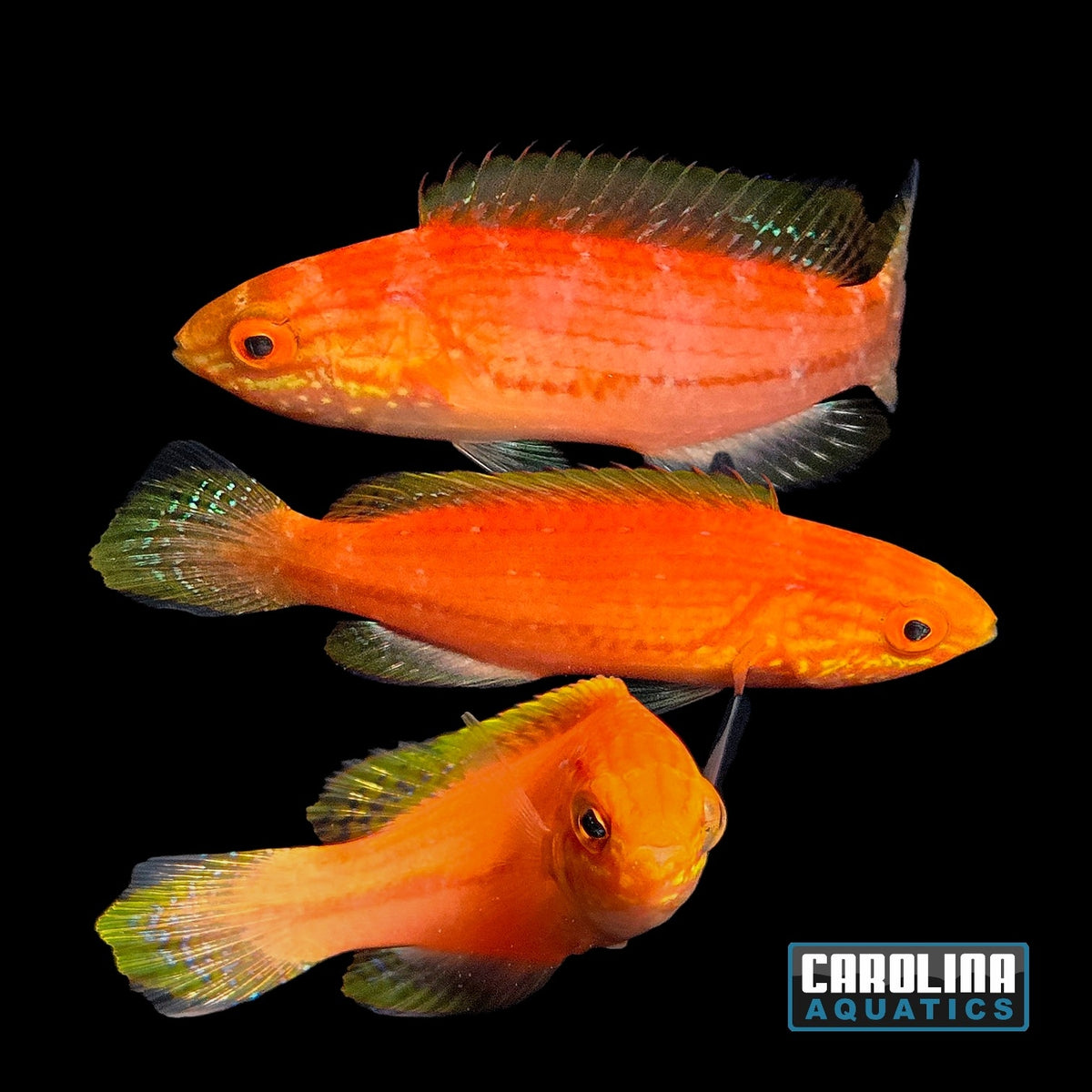Wrasse - Fairy Pentail Female
