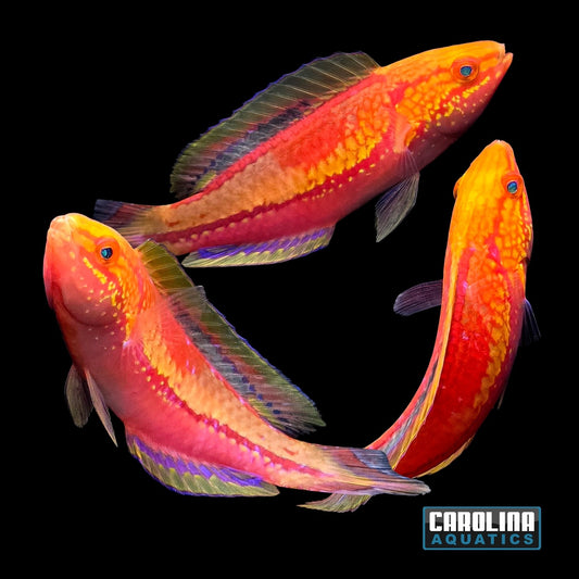 Wrasse - Fairy Pentail Male