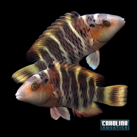 Wrasse - Red Breasted