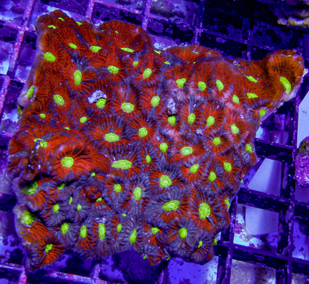 Australian - Favites War Coral Lg