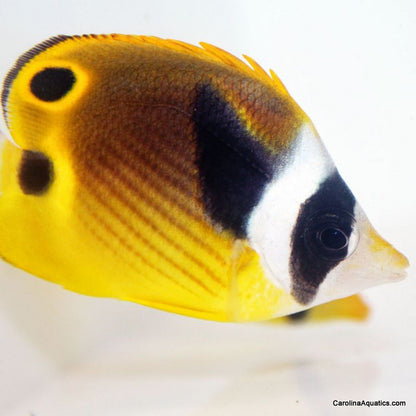 Butterfly - Raccoon Lg