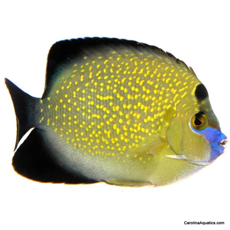 Angel - Goldflake Md/Lg