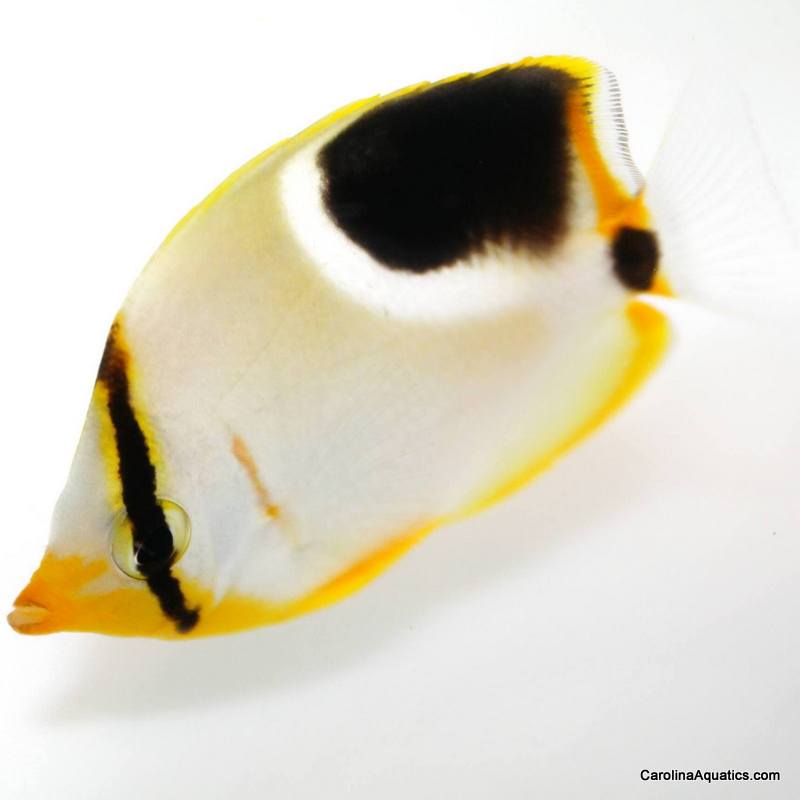 Butterfly - Saddleback