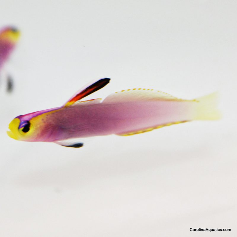 Goby - Firefish Helfrichi