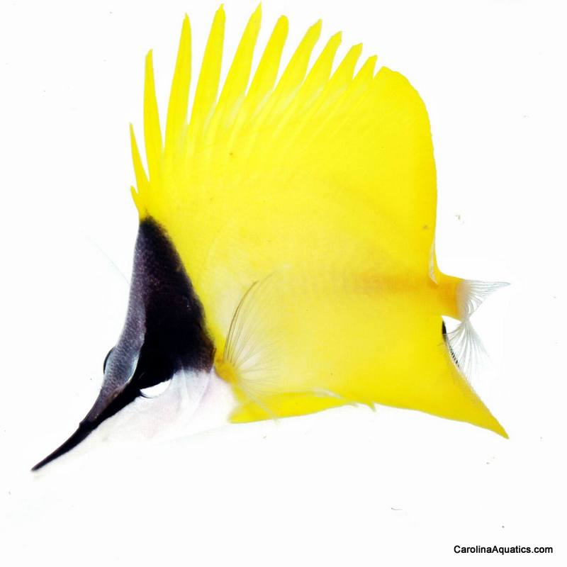 Butterfly - Longnose Yellow