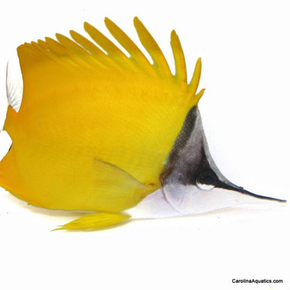 Butterfly - Longnose Yellow