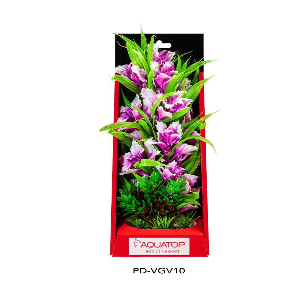 Vibrant Garden Violet Plant