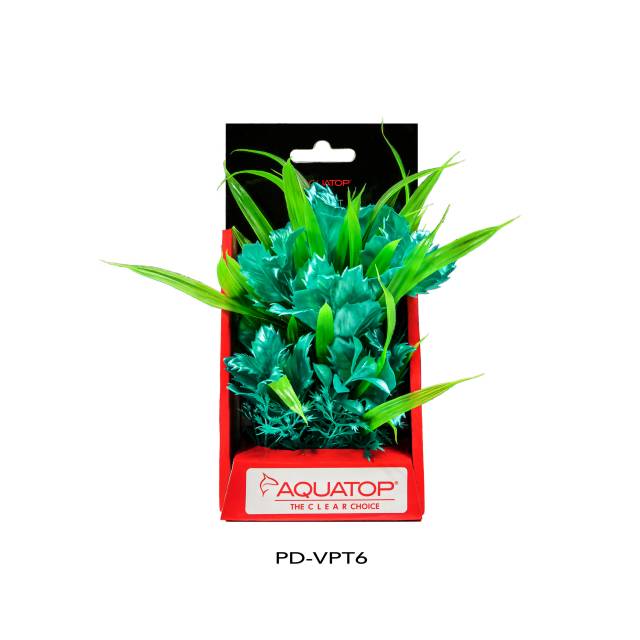 Vibrant Passion Turquoise Plant